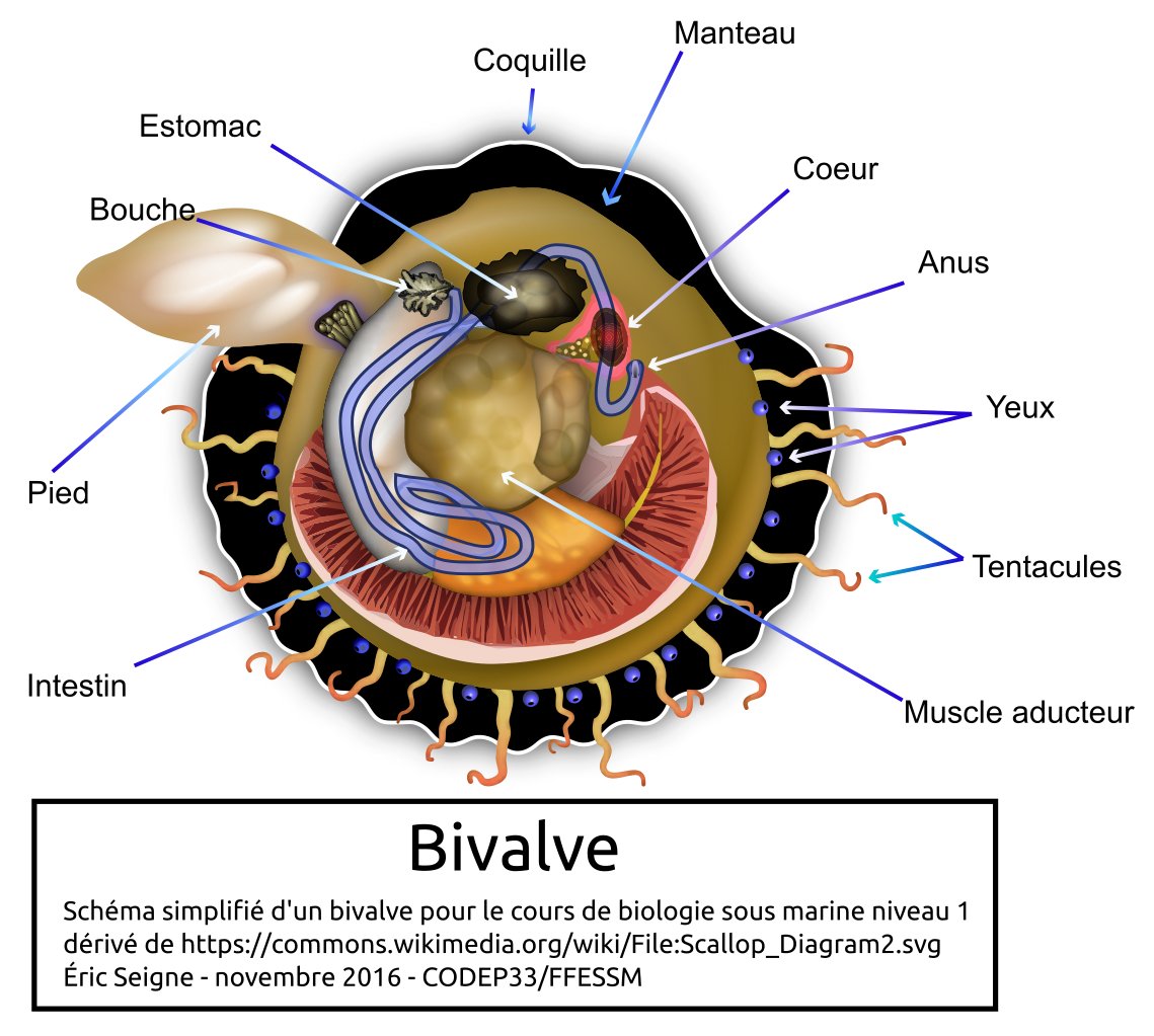 Biologie les Mollusques (niveau 1)
